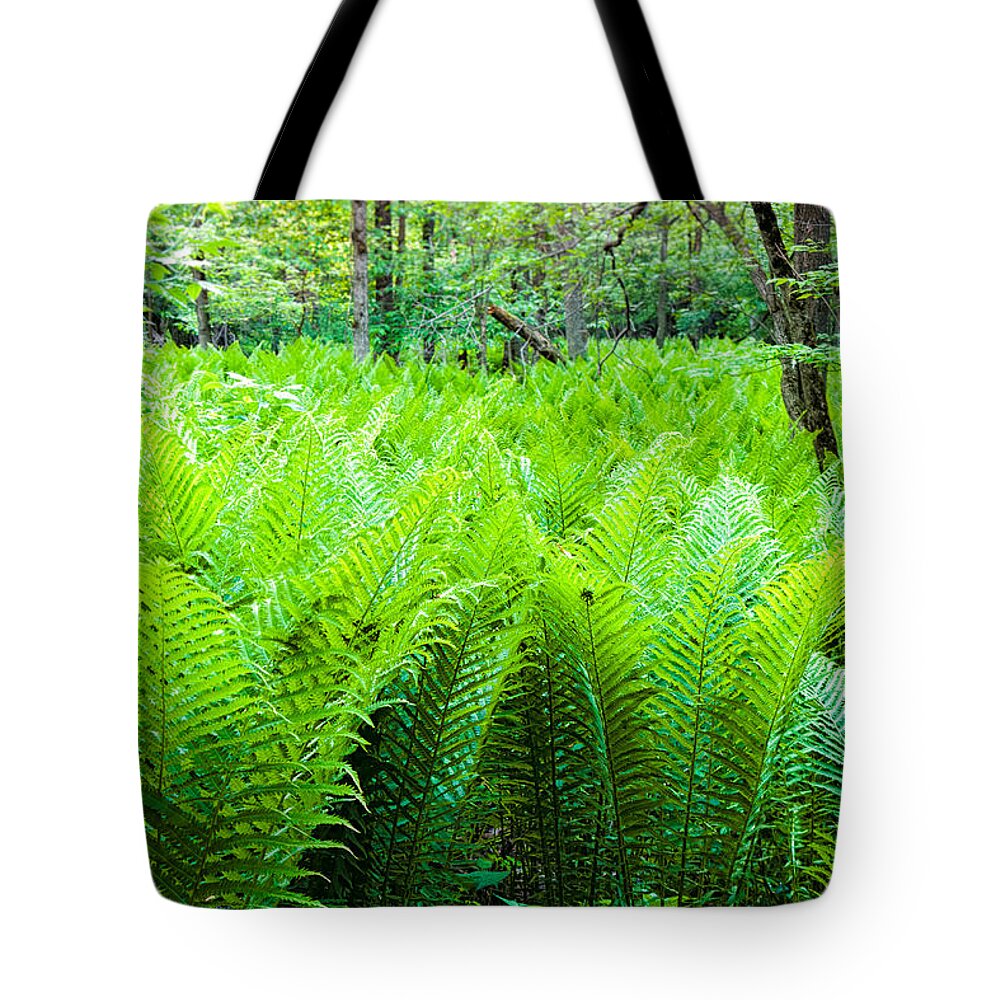 Michigan Tote Bag featuring the photograph Forest Ferns  by Lars Lentz