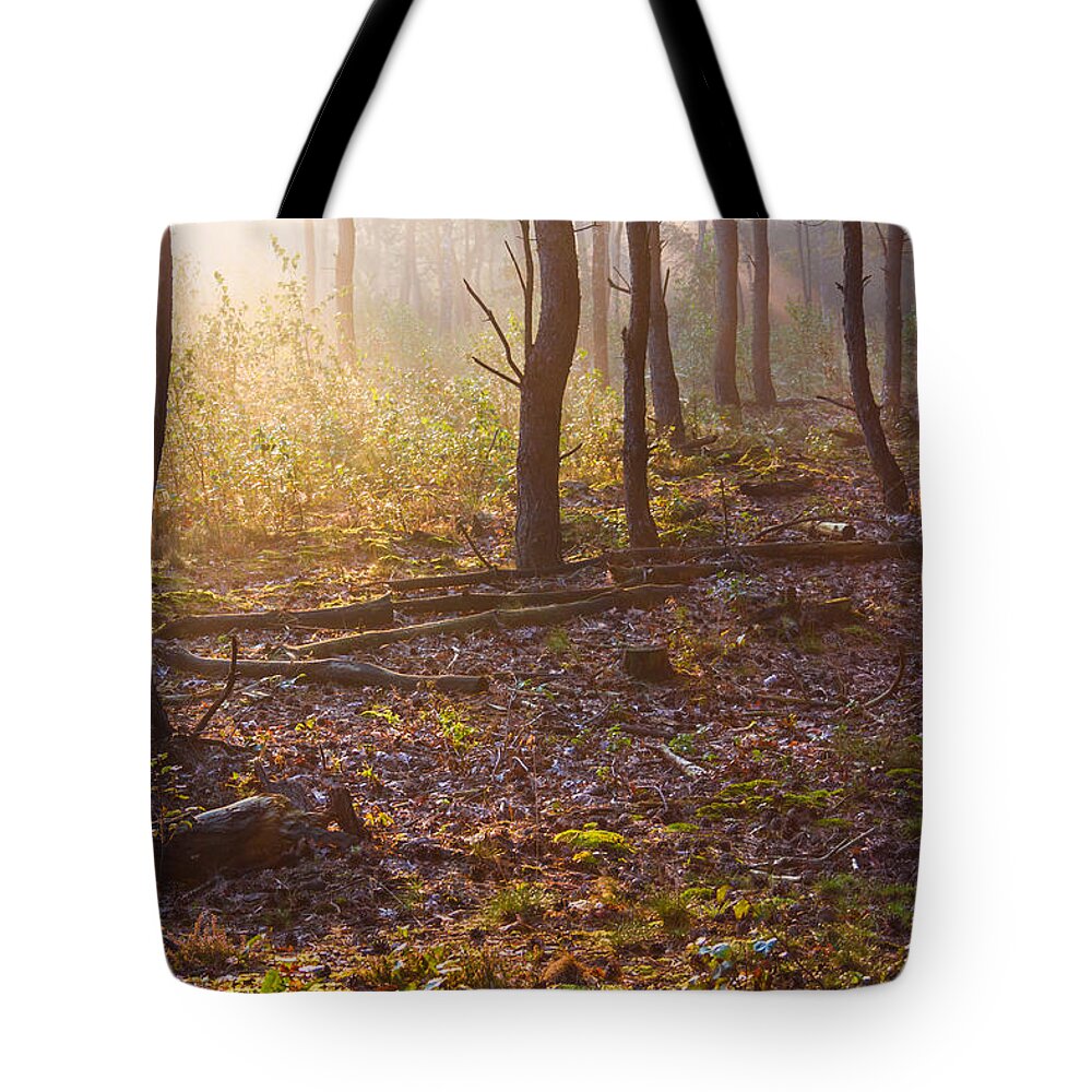 Darkness Tote Bag featuring the photograph Forest Sunlight by Semmick Photo