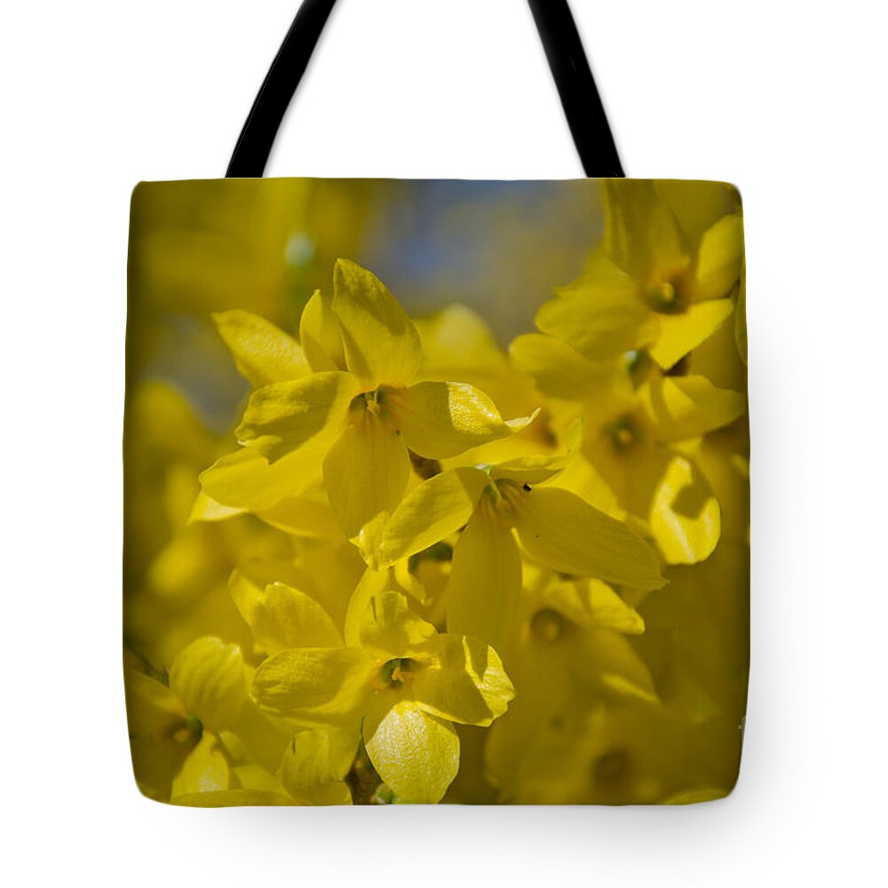 Forsythia Tote Bag featuring the photograph Forsythia by Laurel Best