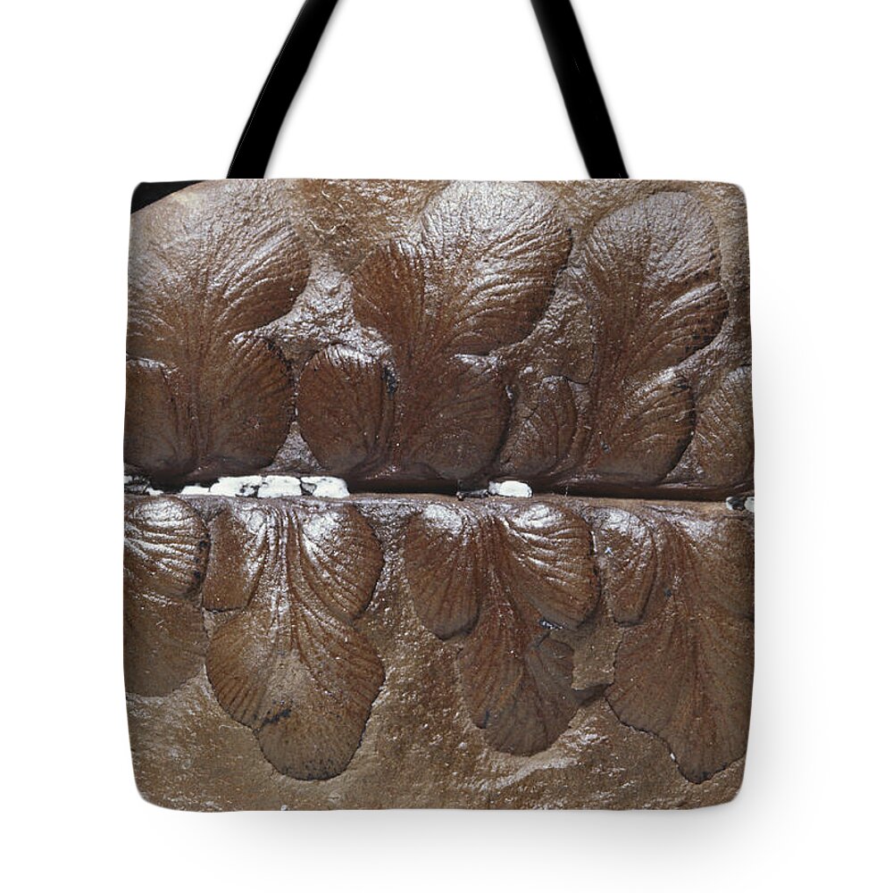 Extinct Plant Tote Bag featuring the photograph Fossil Seed Fern by Louise K. Broman