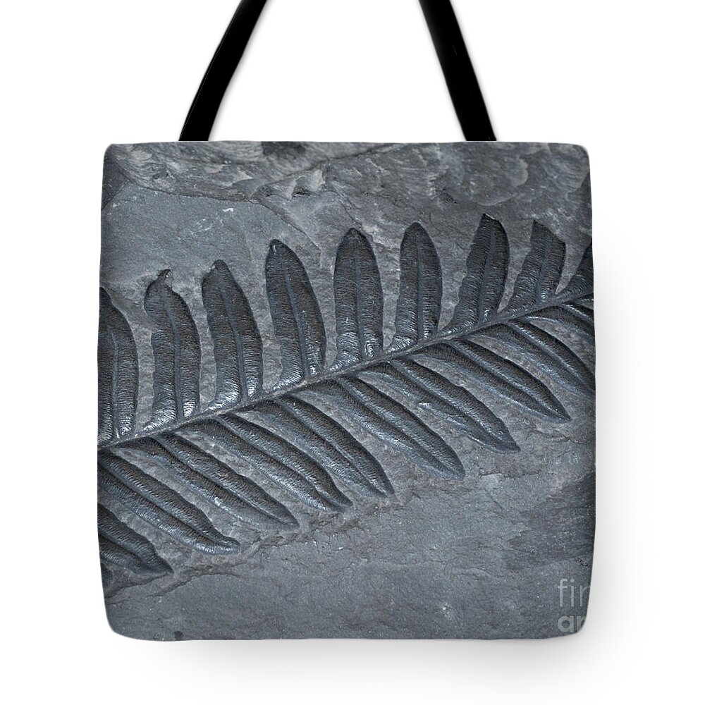 Alethopteris Tote Bag featuring the photograph Fossilized Fern by Scott Camazine