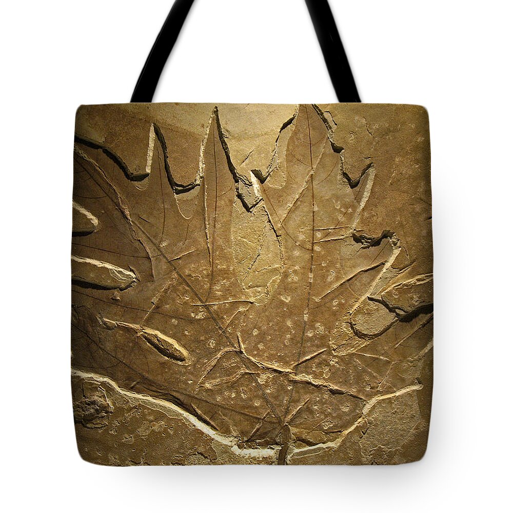 Macrofossil Tote Bag featuring the photograph Fossilized Maple Leaf by Connie Fox