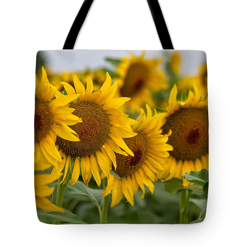 Sunflowers Tote Bag featuring the photograph Four by Ronda Kimbrow