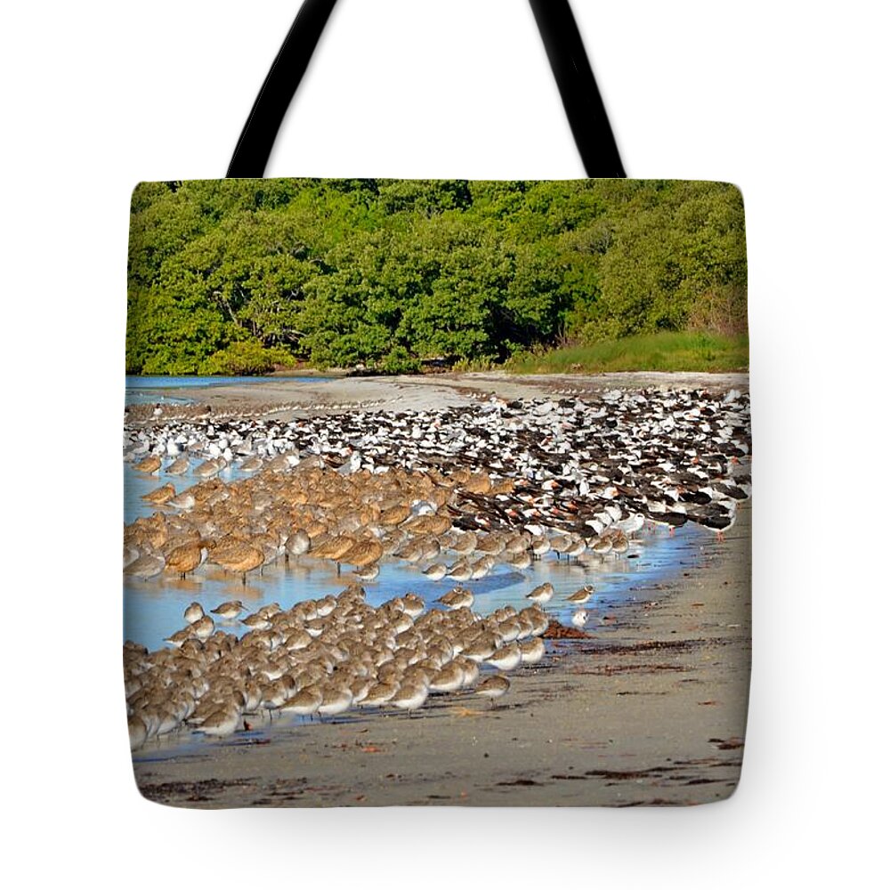 Landscape Tote Bag featuring the photograph Four Species of Birds at Roost on Tampa Bay Beach by Jeff at JSJ Photography
