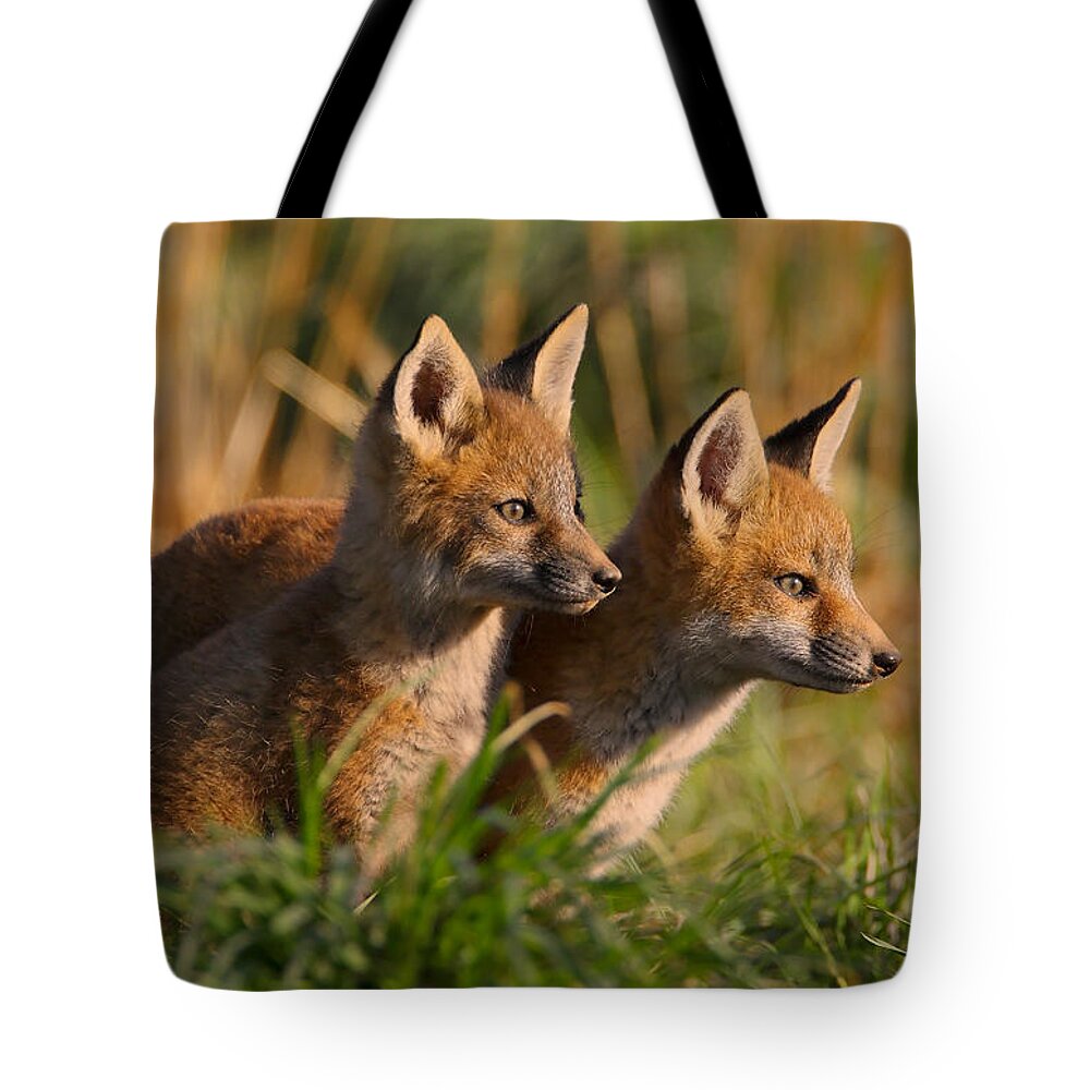 Fox Tote Bag featuring the photograph Fox Cubs at Sunrise by William Jobes