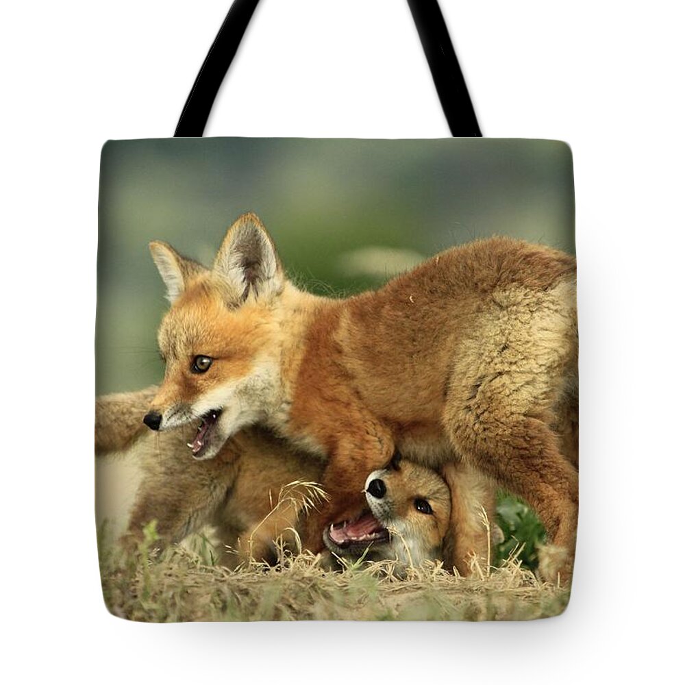 Fox Tote Bag featuring the photograph Fox Kits by Roxie Crouch