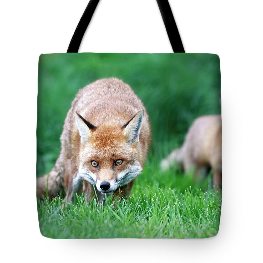 Grass Tote Bag featuring the photograph Fox Pair by Mlorenzphotography