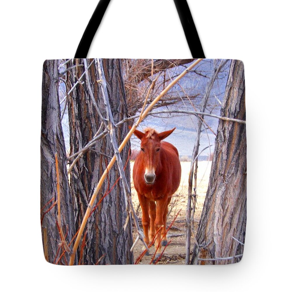 Mule Tote Bag featuring the photograph Framed by Marilyn Diaz