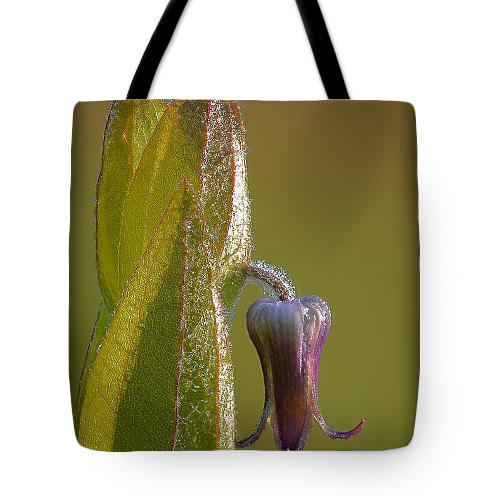 2011 Tote Bag featuring the photograph Fremont's Leather Flower by Robert Charity