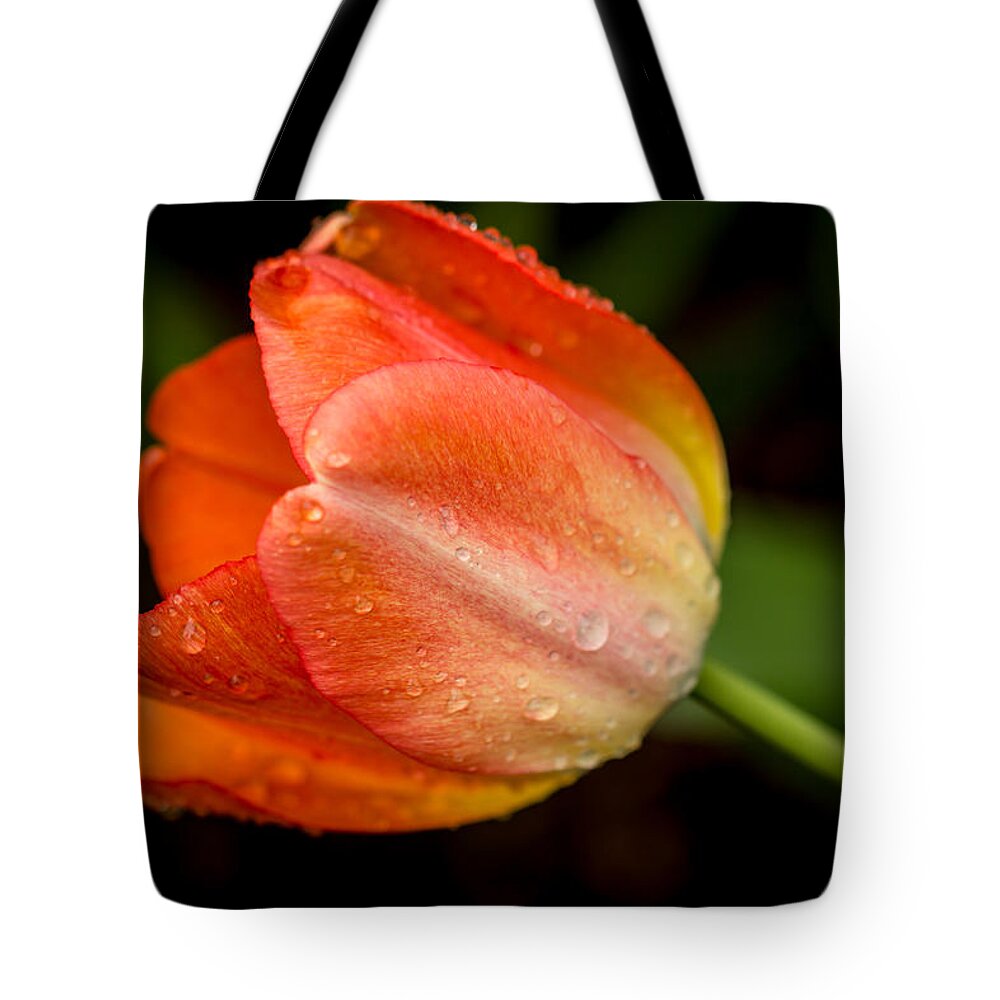 Tulip Tote Bag featuring the photograph Fresh by Sara Frank