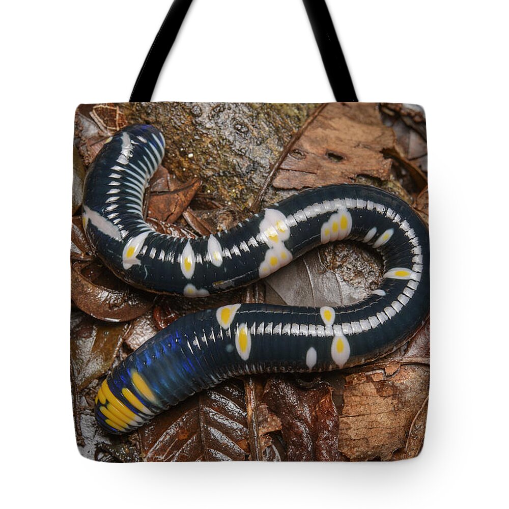 Ch'ien Lee Tote Bag featuring the photograph Fried Egg Worm Luzon Island Philippines by Ch'ien Lee
