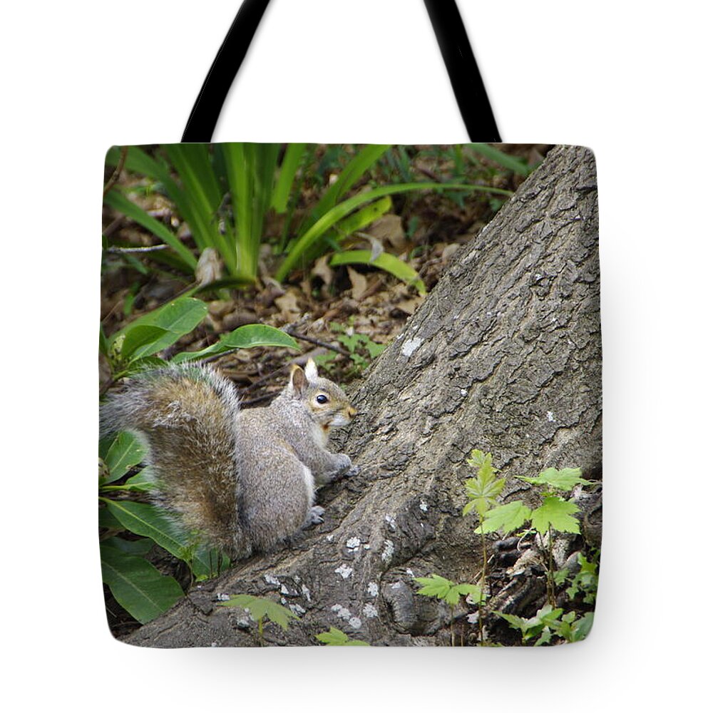 Squirrel Tote Bag featuring the photograph Friendly Squirrel by Marilyn Wilson