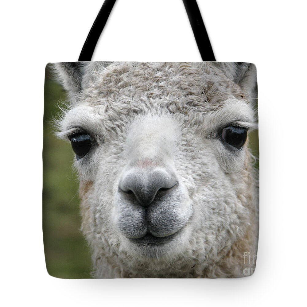 Llama Tote Bag featuring the photograph Friends From The Field by Rory Siegel