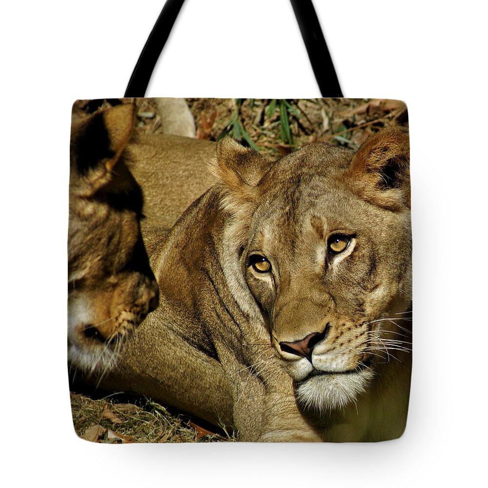 Lion Tote Bag featuring the photograph Friends by Jean Goodwin Brooks