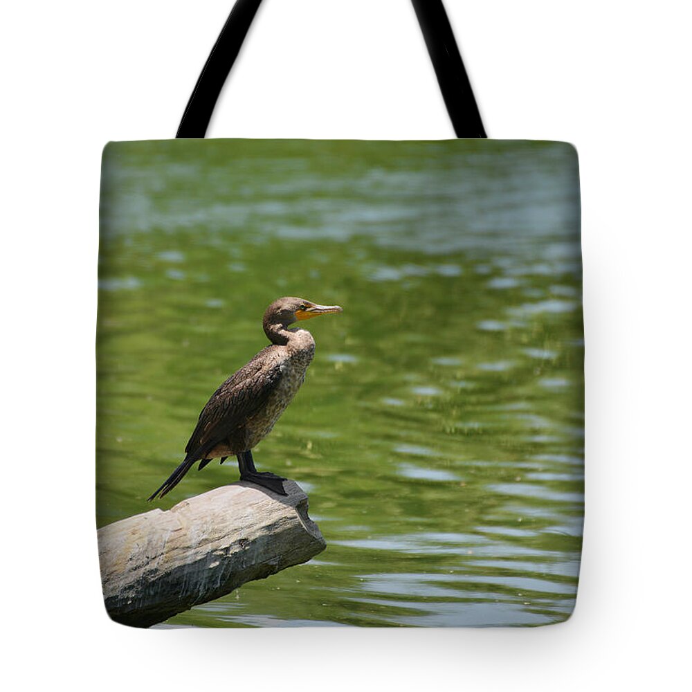 Frigatebird Tote Bag featuring the photograph Frigate bird watching estuary by Alexandra Till