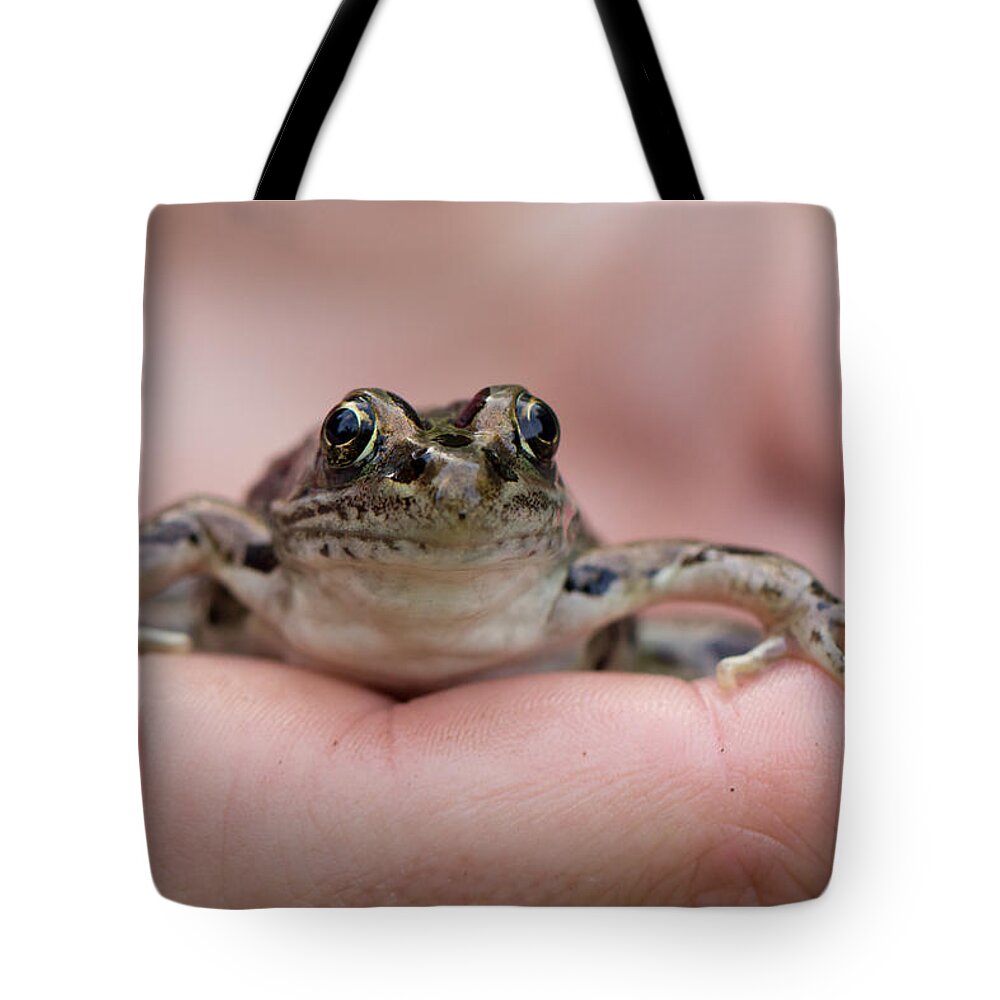 Animals Tote Bag featuring the photograph Frog by Jakub Sisak