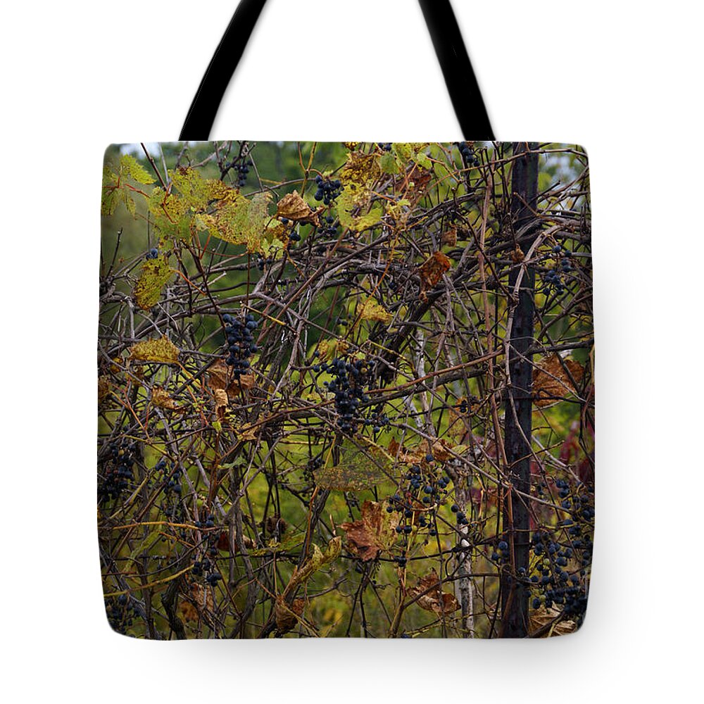 Wild-grape Tote Bag featuring the photograph From August Until Frost by Linda Shafer