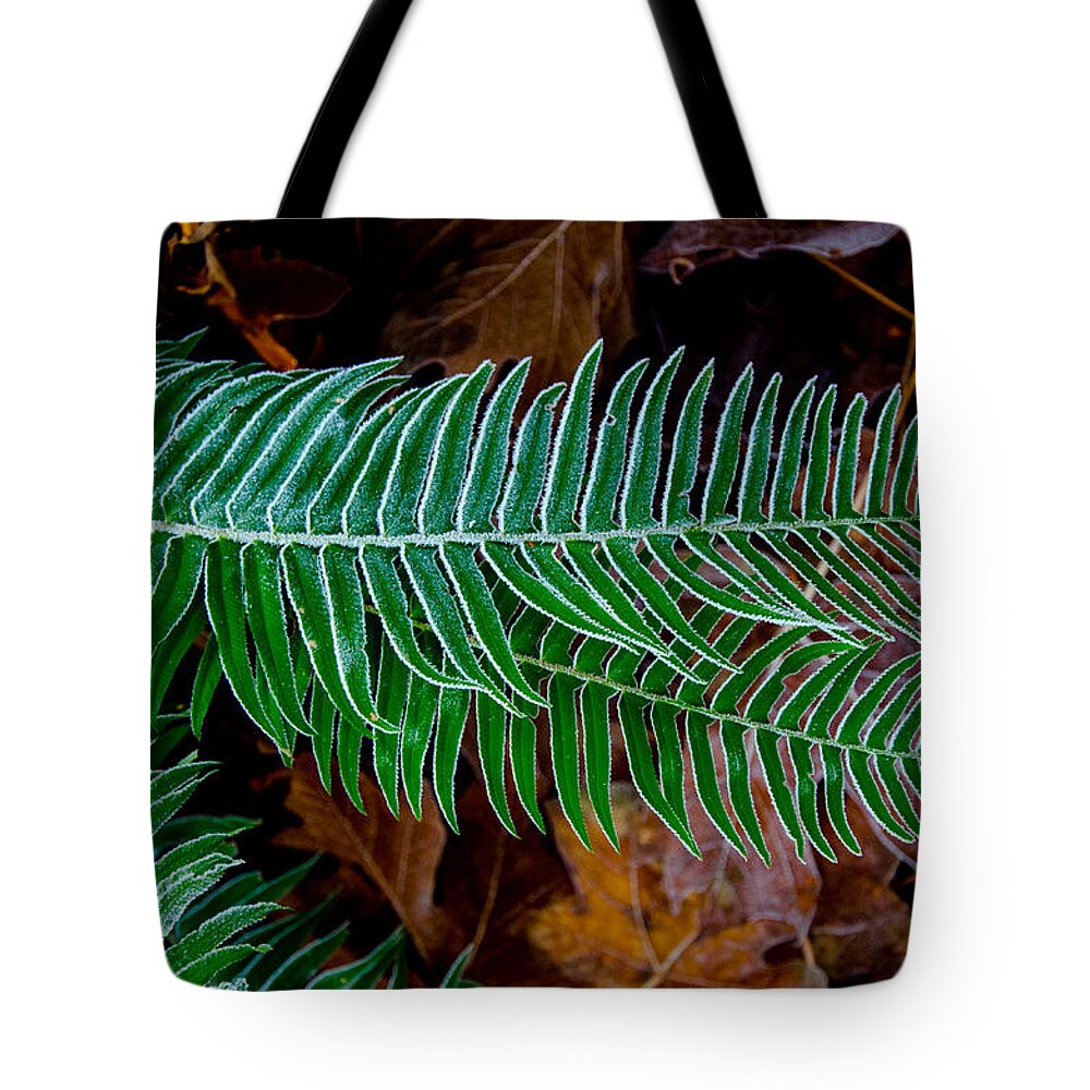 Frost Tote Bag featuring the photograph Frosty Ferns by Roxy Hurtubise