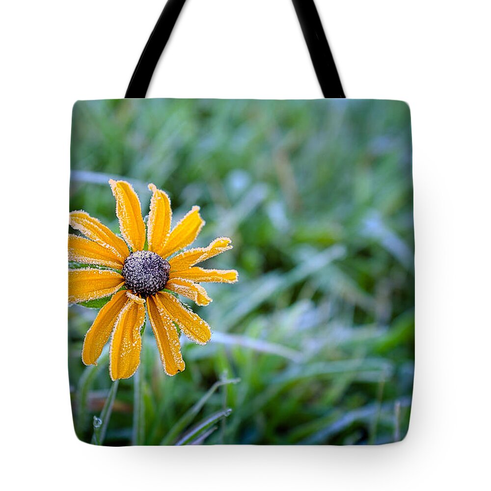 Flower Tote Bag featuring the photograph Frosty Susan by Chris Bordeleau