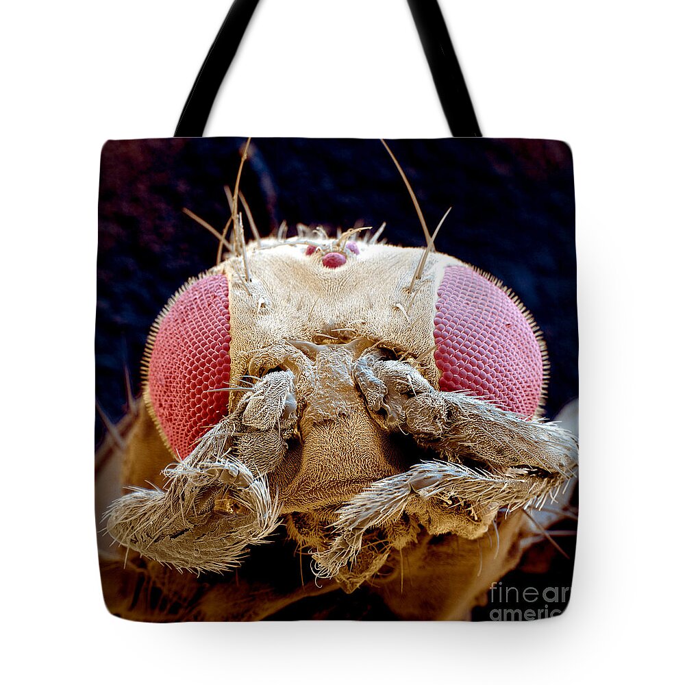 Fruit Fly Tote Bag featuring the photograph Fruit Fly Drosophila Melanogaster by Eye of Science