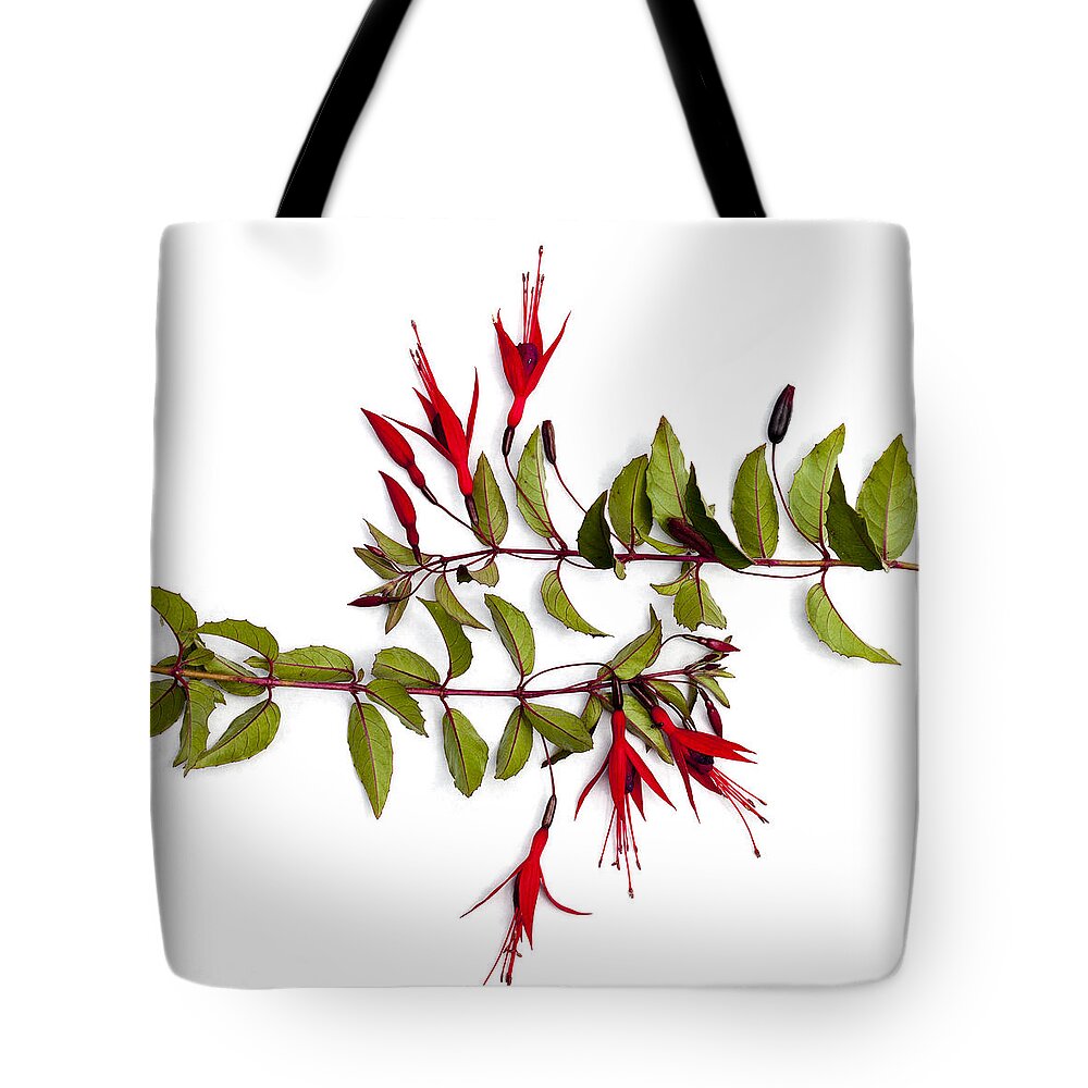 Green Tote Bag featuring the photograph Fuchsia Stems on White by Carol Leigh