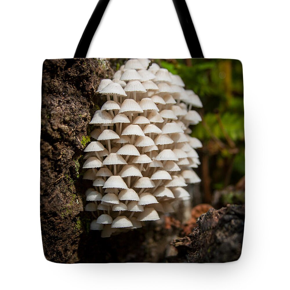 Mushroom Tote Bag featuring the photograph Fungal Gathering by W Chris Fooshee