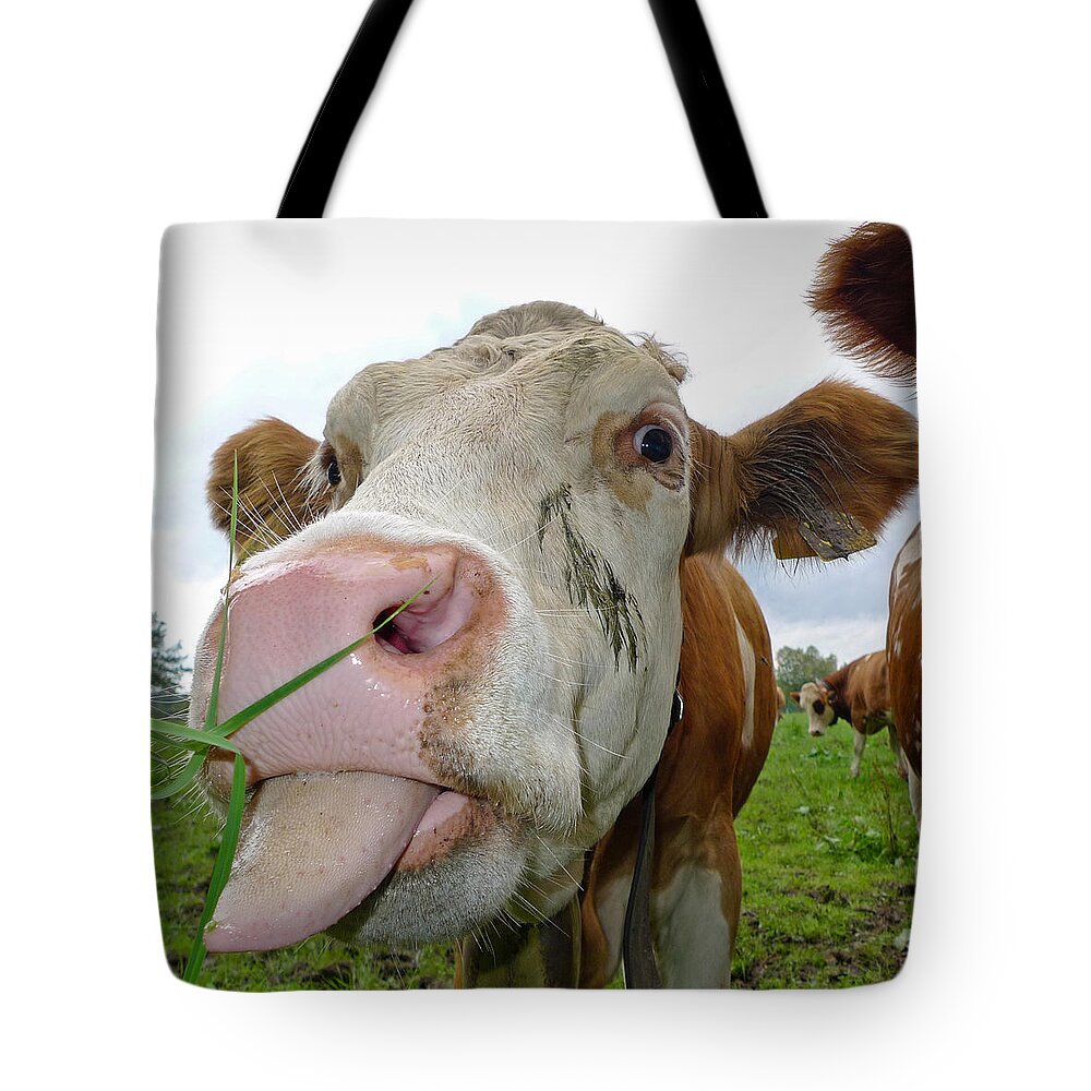 Cow Tote Bag featuring the photograph Funny cow stick out tongue by Matthias Hauser