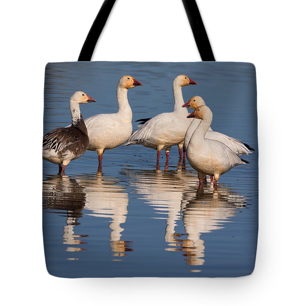 Snow Geese Tote Bag featuring the photograph Gaggle of Snow Geese Reflected by Kathleen Bishop