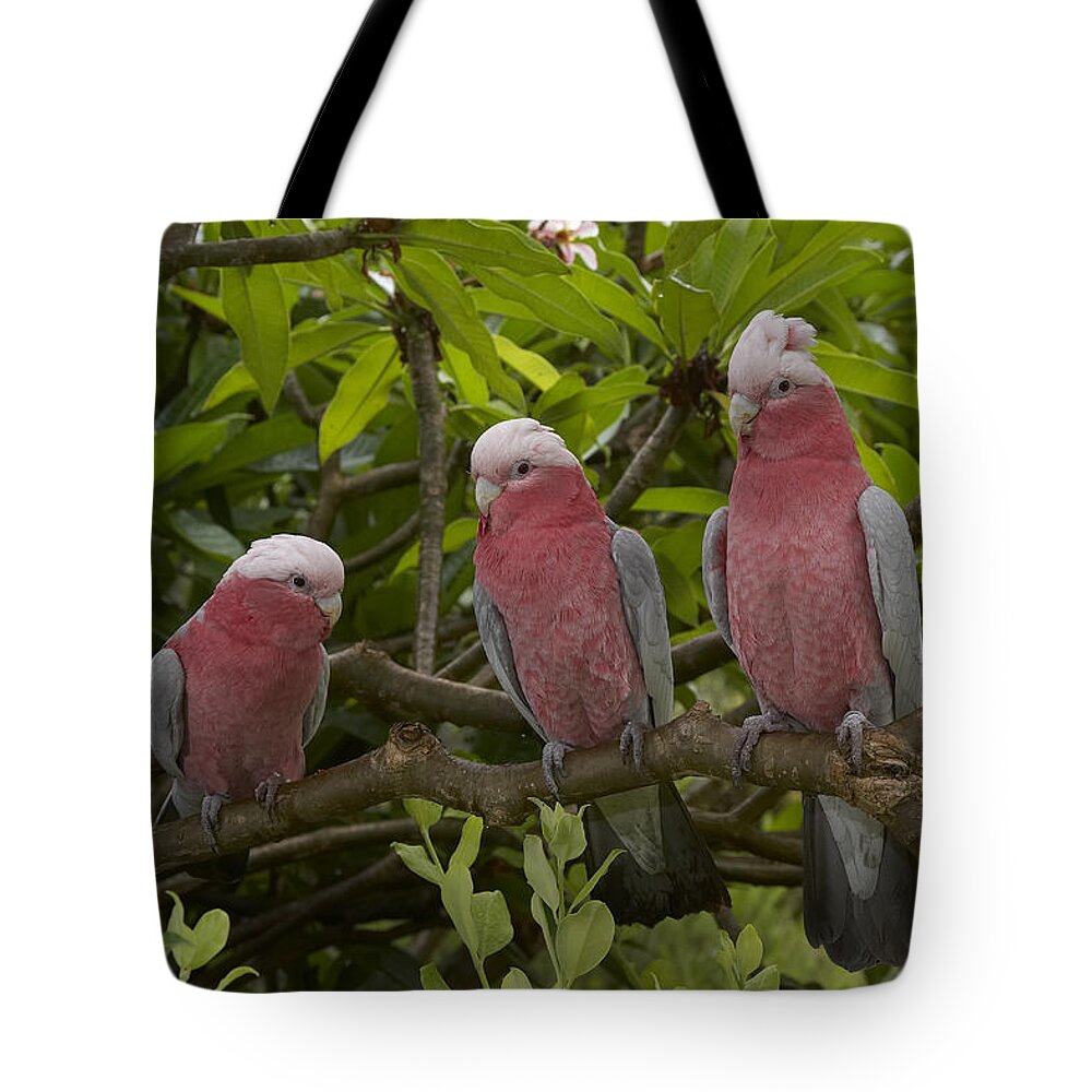 Feb0514 Tote Bag featuring the photograph Galah Trio Perching In Tree by San Diego Zoo