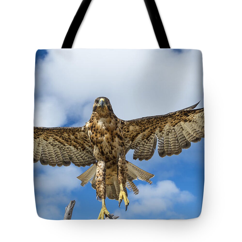 531728 Tote Bag featuring the photograph Galapagos Hawk Taking Off Alcedo by Tui De Roy