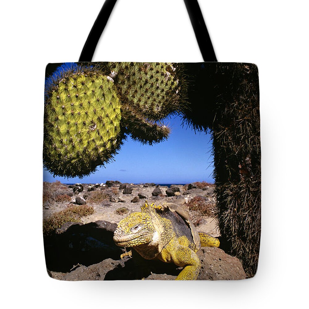 Feb0514 Tote Bag featuring the photograph Galapagos Land Iguana Basking Ecuador by D. & E. Parer-Cook