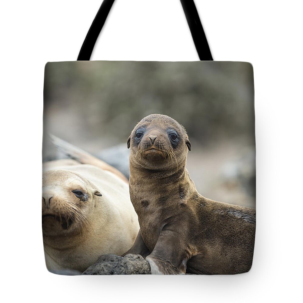 Tui De Roy Tote Bag featuring the photograph Galapagos Sea Lion And Pup Champion by Tui De Roy