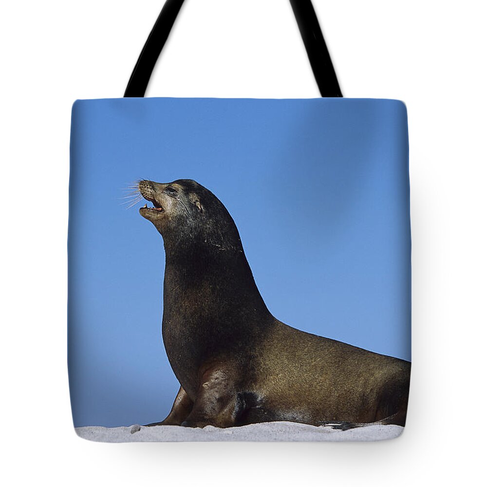 Feb0514 Tote Bag featuring the photograph Galapagos Sea Lion Bull Galapagos by Tui De Roy
