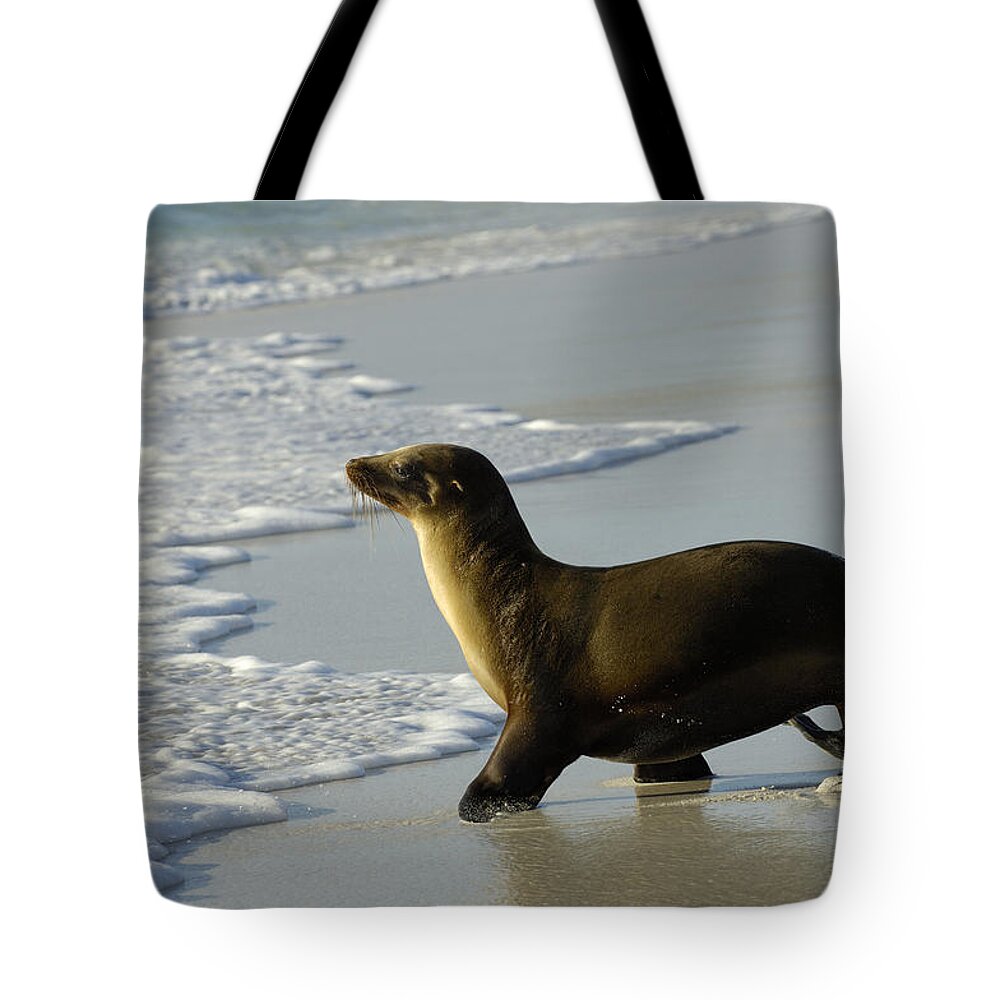Feb0514 Tote Bag featuring the photograph Galapagos Sea Lion In Gardner Bay by Pete Oxford
