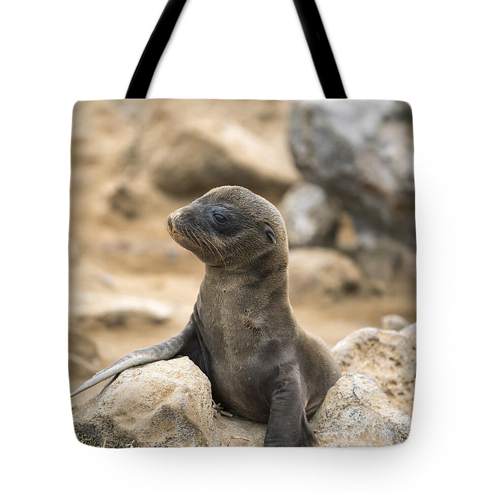 Tui De Roy Tote Bag featuring the photograph Galapagos Sea Lion Pup Champion Islet by Tui De Roy