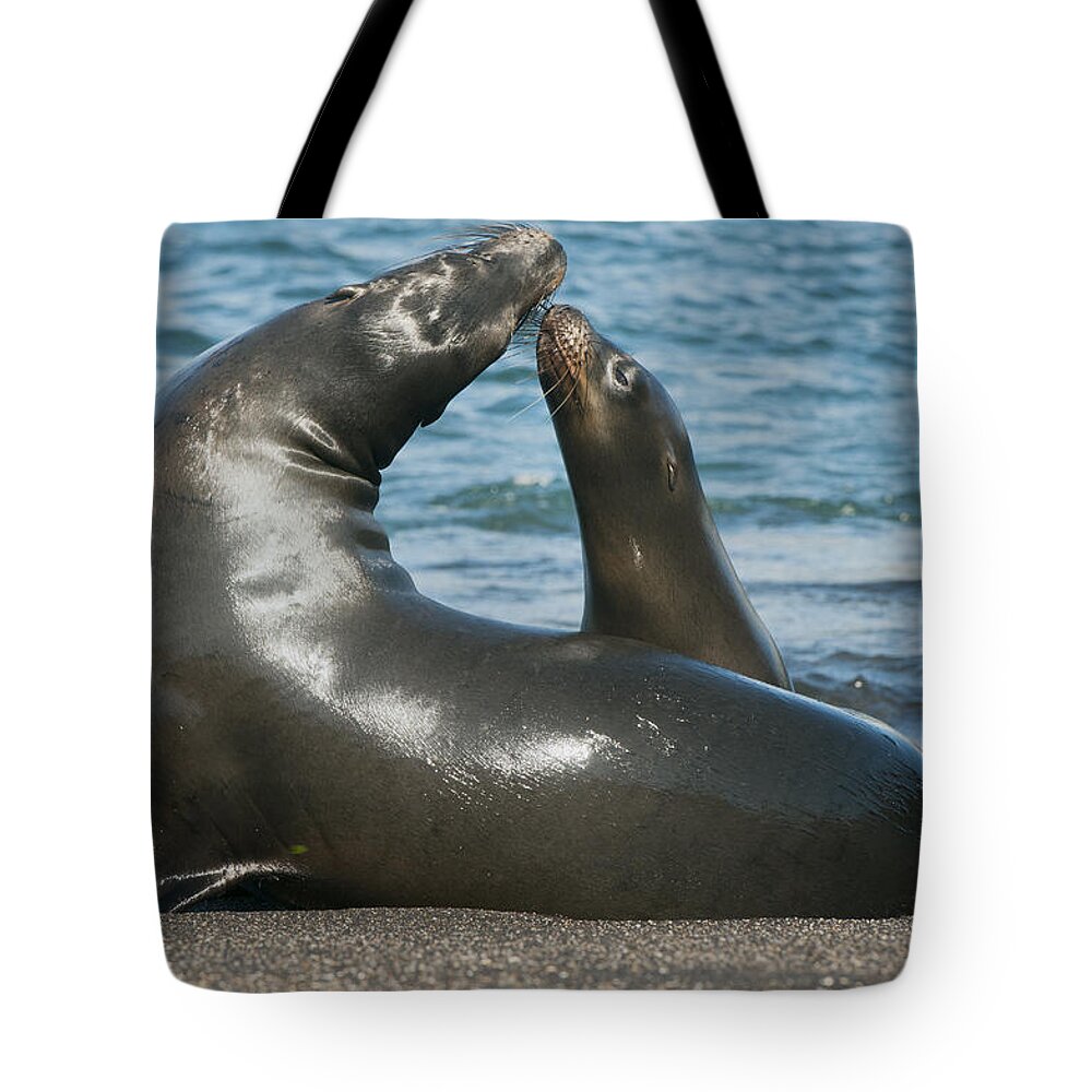 Feb0514 Tote Bag featuring the photograph Galapagos Sea Lion Pup Nuzzling Mother by Kevin Schafer