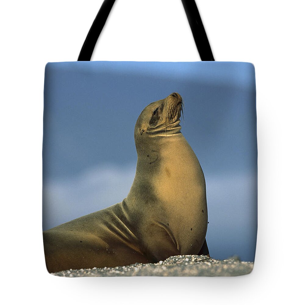 Feb0514 Tote Bag featuring the photograph Galapagos Sea Lion Sunning Galapagos by Tui De Roy
