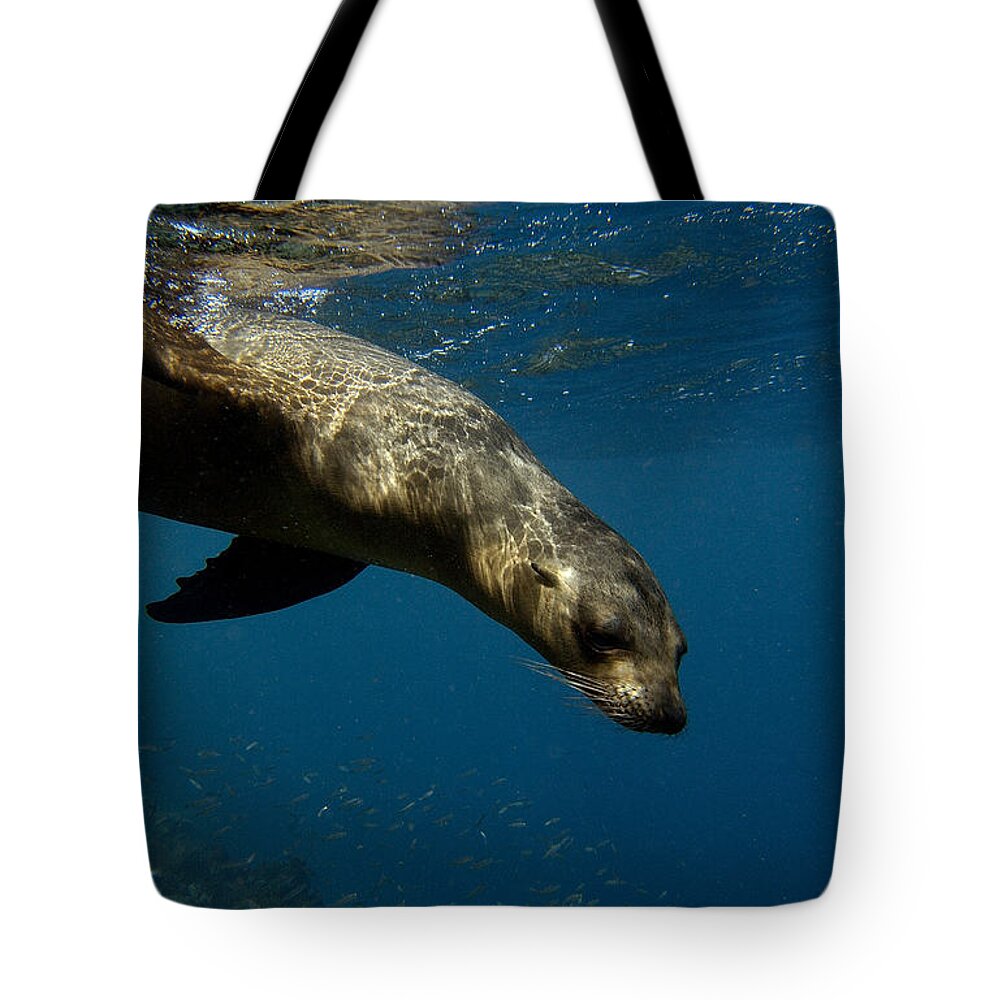 Feb0514 Tote Bag featuring the photograph Galapagos Sea Lion Swimming Ecuador by Pete Oxford