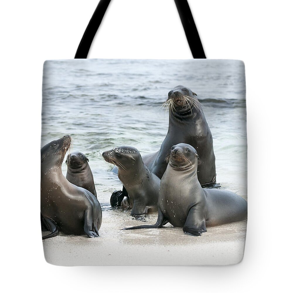 534097 Tote Bag featuring the photograph Galapagos Sealions On Beach Galapagos by Tui De Roy