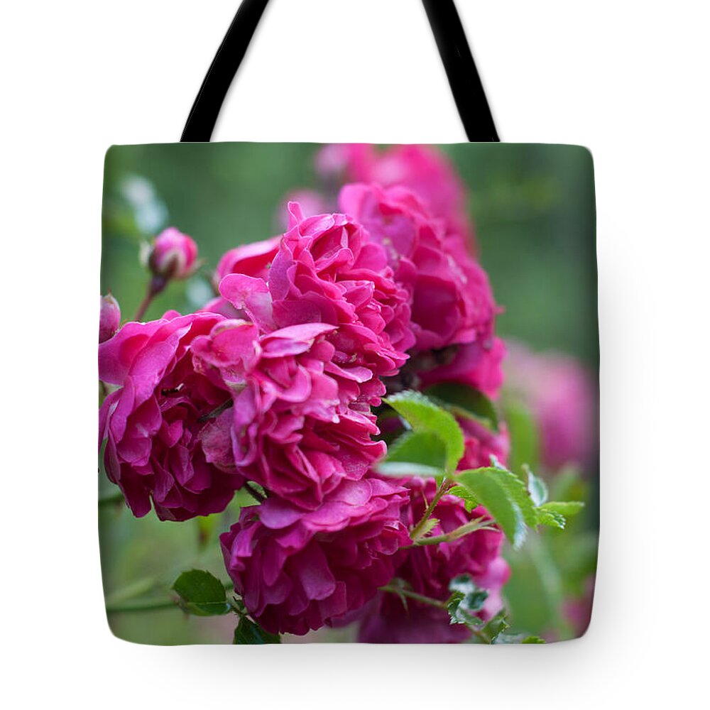 Miguel Tote Bag featuring the photograph Gardens within the Forest by Miguel Winterpacht