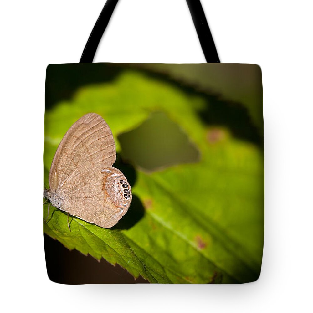 Gemmed Satyr Tote Bag featuring the photograph Gemmed Satyr by Melinda Fawver
