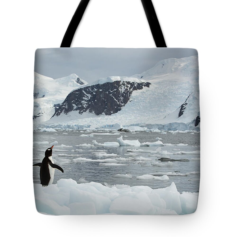534762 Tote Bag featuring the photograph Gentoo Penguin On Ice Floe Antarctica by Kevin Schafer