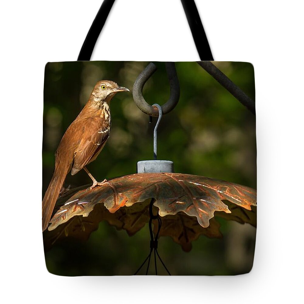 Brown Thrasher Tote Bag featuring the photograph Georgia State Bird - Brown Thrasher by Robert L Jackson