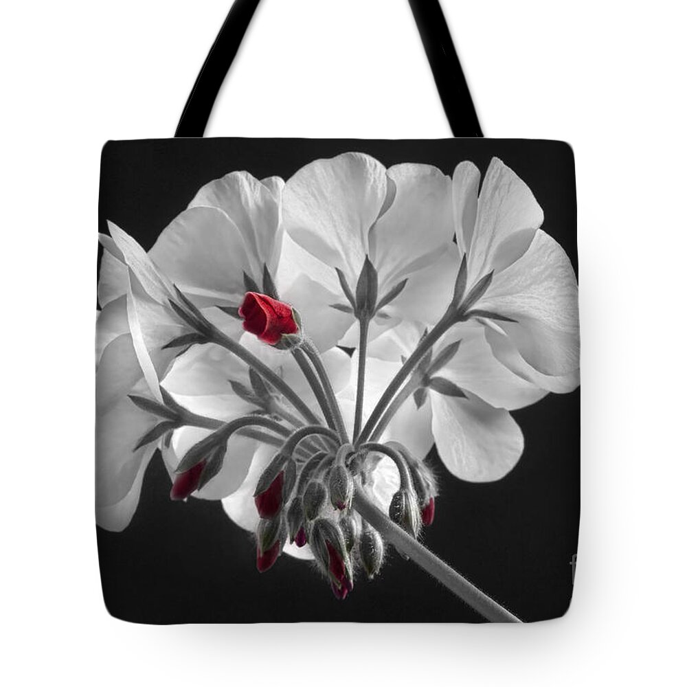 'red Geranium' Tote Bag featuring the photograph Geranium Flower In Progress by James BO Insogna