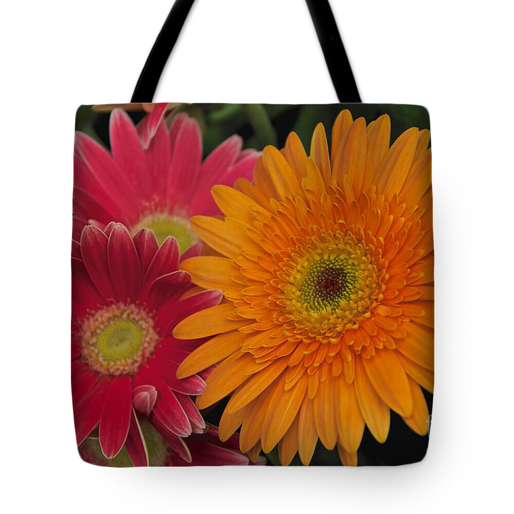 Pink Tote Bag featuring the photograph Gerbera by William Norton
