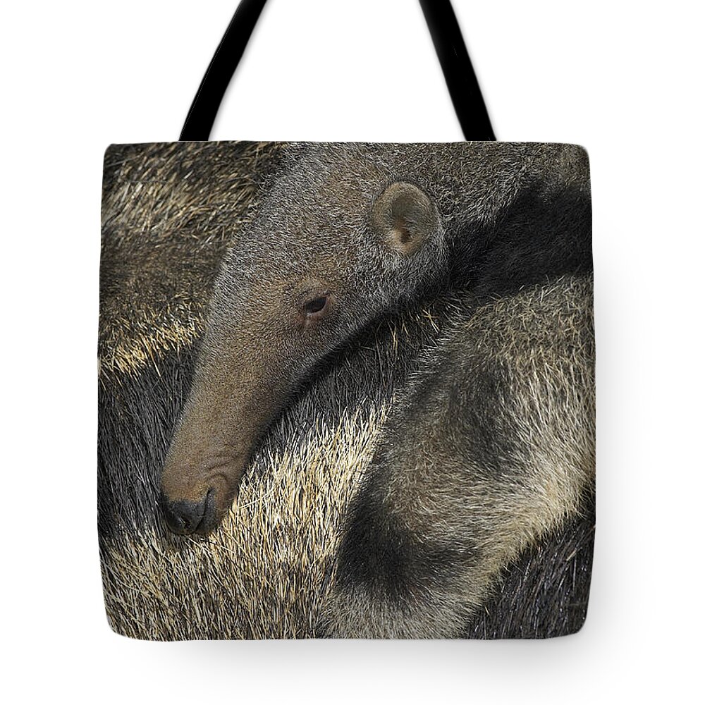 Feb0514 Tote Bag featuring the photograph Giant Anteater Baby Riding On Mothers by San Diego Zoo