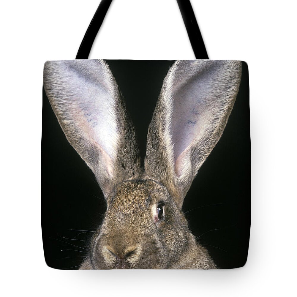 Giant Flemish Rabbit Tote Bag featuring the photograph Giant Flemish Rabbit by Jean-Michel Labat