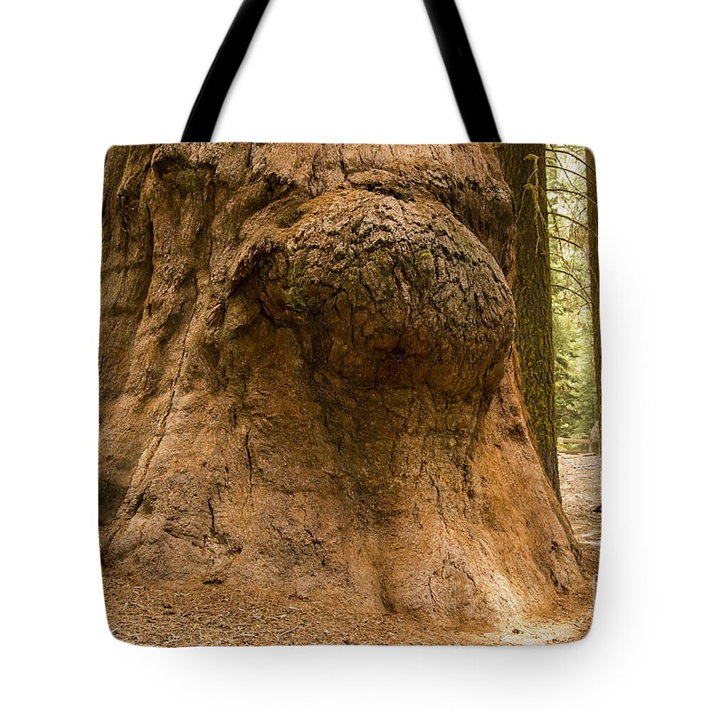 Giant Tree Trees Sequoia National Park California Parks Knot Knots Odds And Ends Texture Textures Tote Bag featuring the photograph Giant Knot in Giant Tree by Bob Phillips