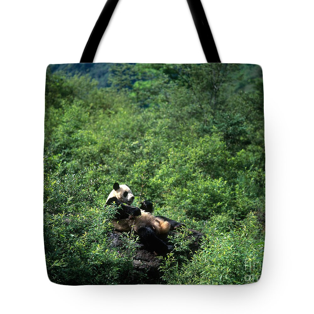 Giant Panda Tote Bag featuring the photograph Giant Panda by Hans Reinhard