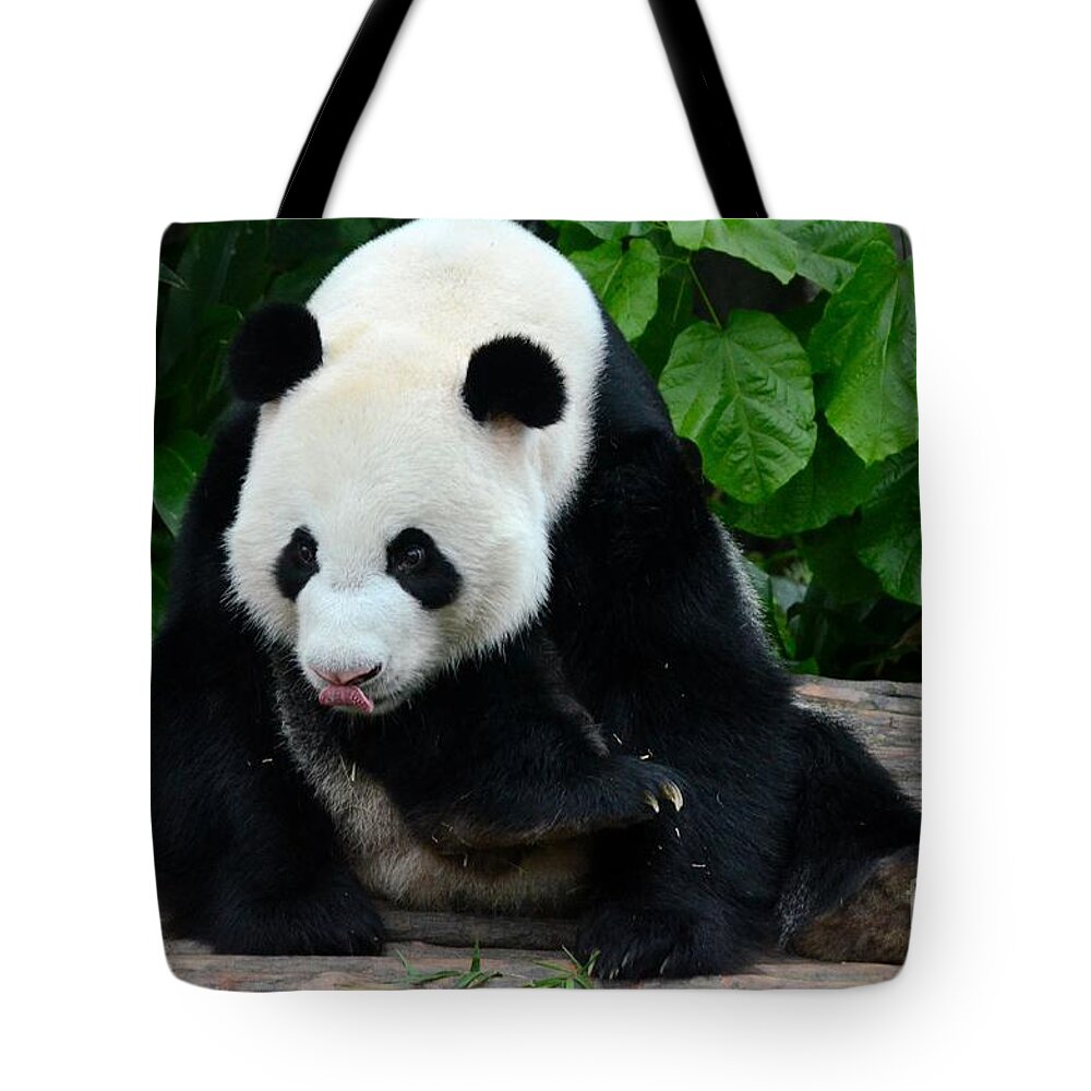 Panda. Bear Tote Bag featuring the photograph Giant Panda with tongue touching nose at River Safari Zoo Singapore by Imran Ahmed
